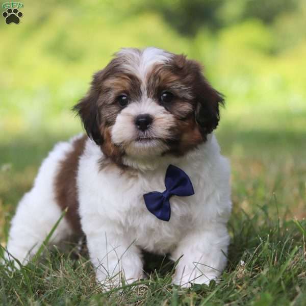 Asher, Shih-Poo Puppy